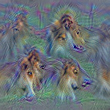 n02105855 Shetland sheepdog, Shetland sheep dog, Shetland
